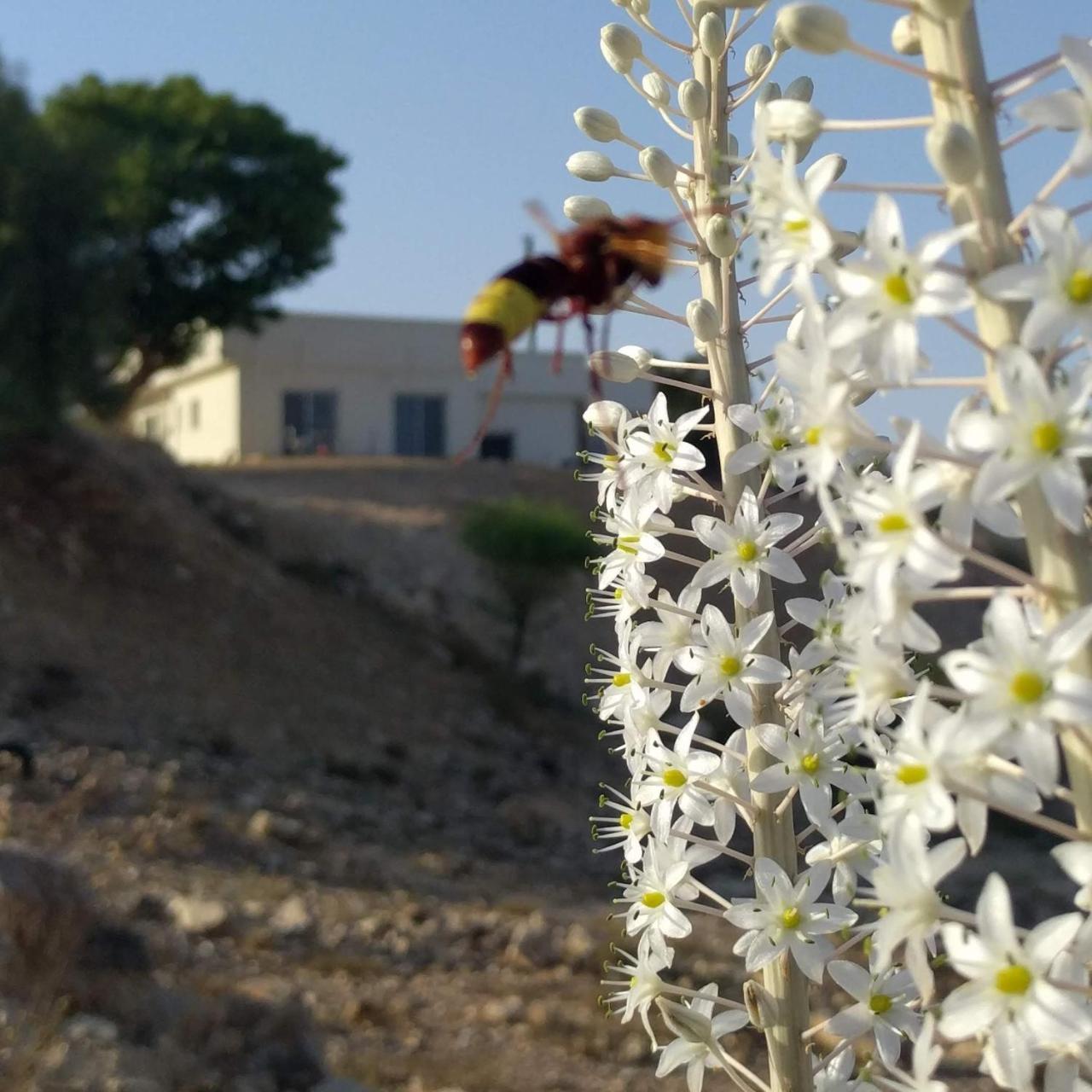 Dead Sea Desert'S Edge Arad Exterior photo