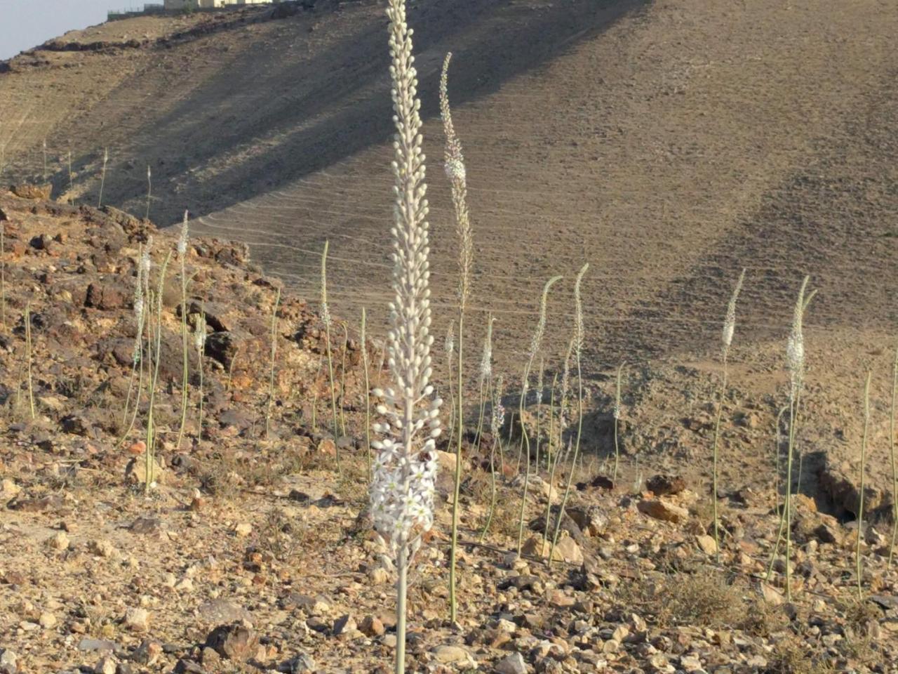 Dead Sea Desert'S Edge Arad Exterior photo